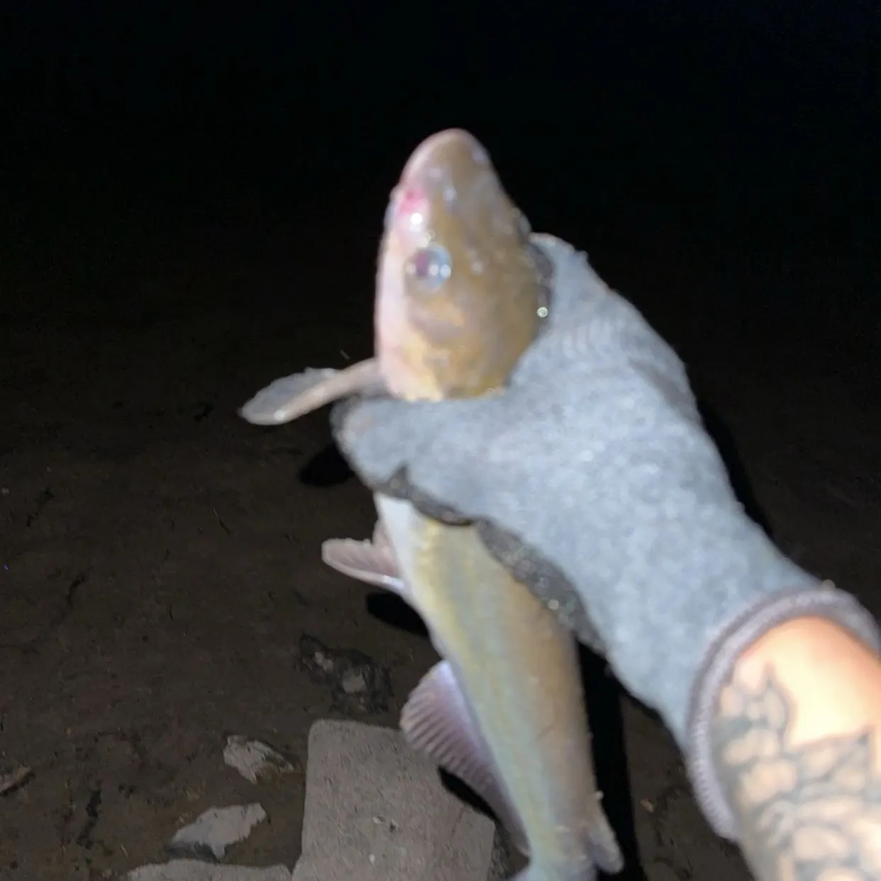 White bullhead caught on Fishbrain