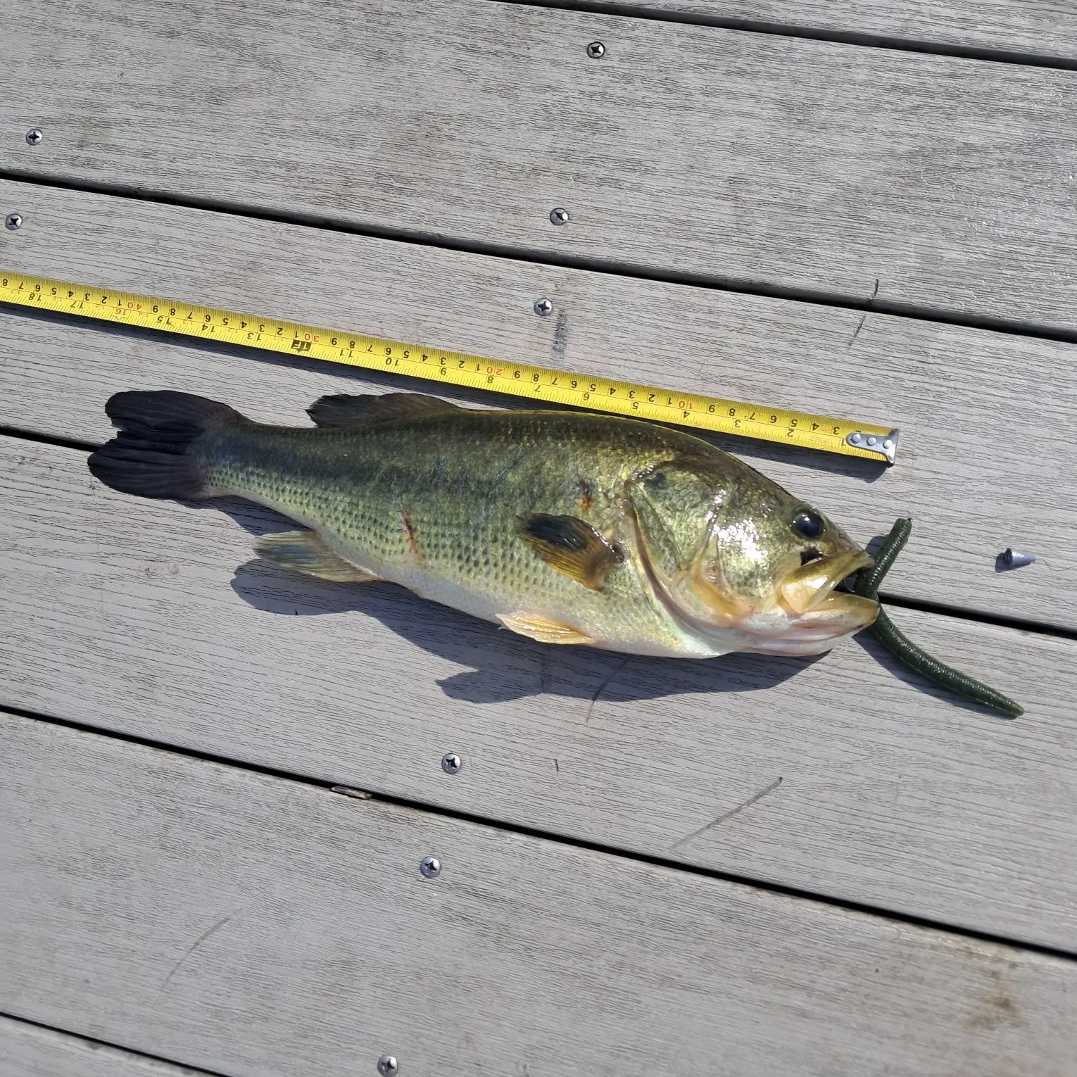 Largemouth bass caught on Fishbrain