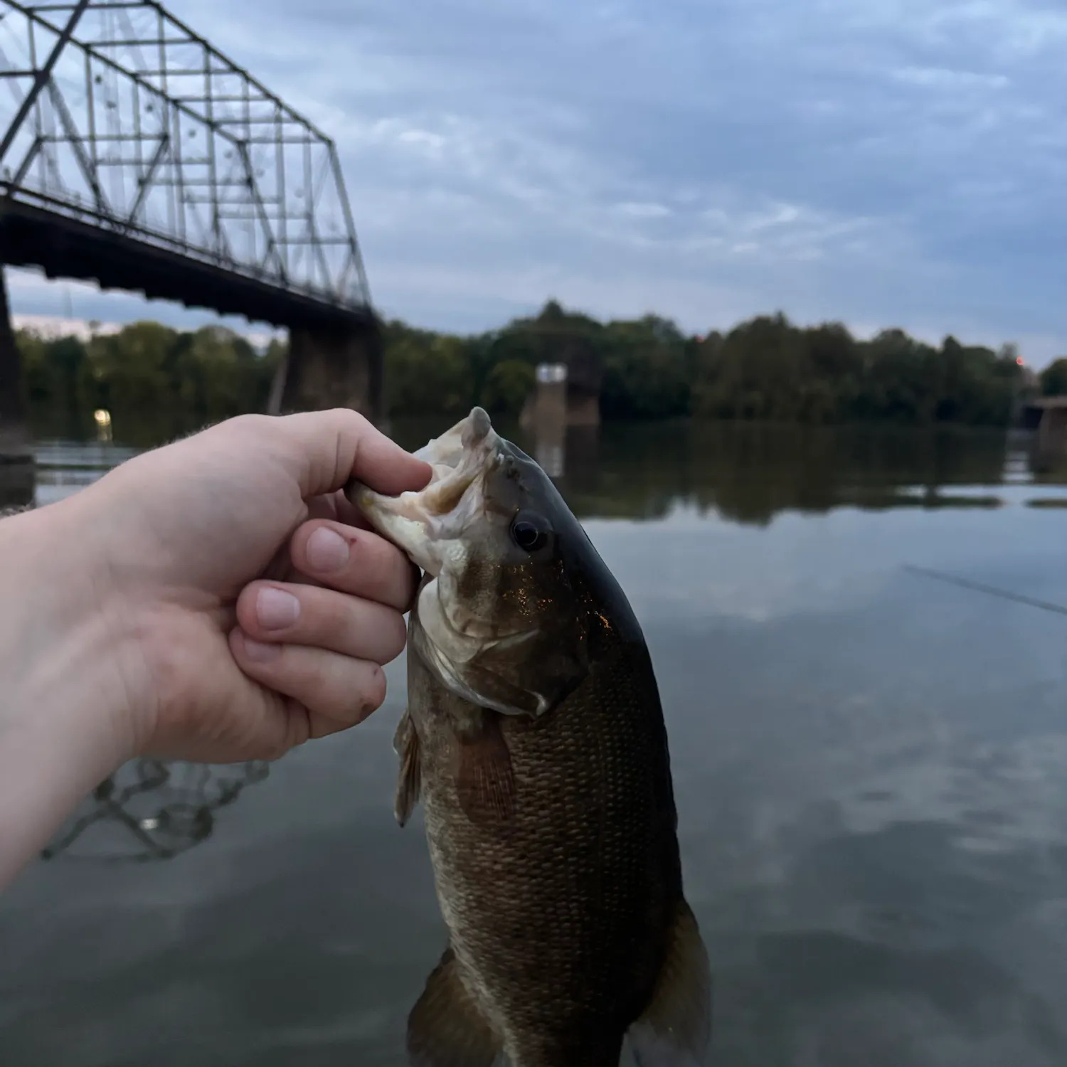Smallmouth bass caught on Fishbrain