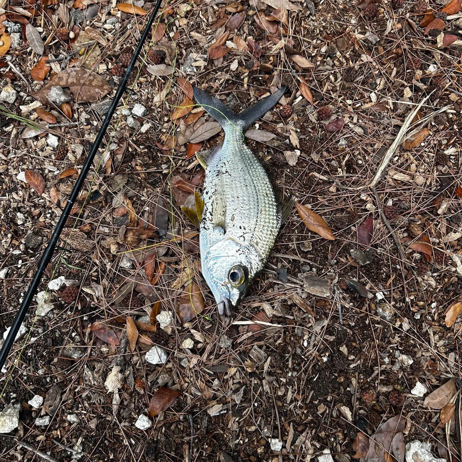 The most recent Yellowfin mojarra catches on Fishbrain