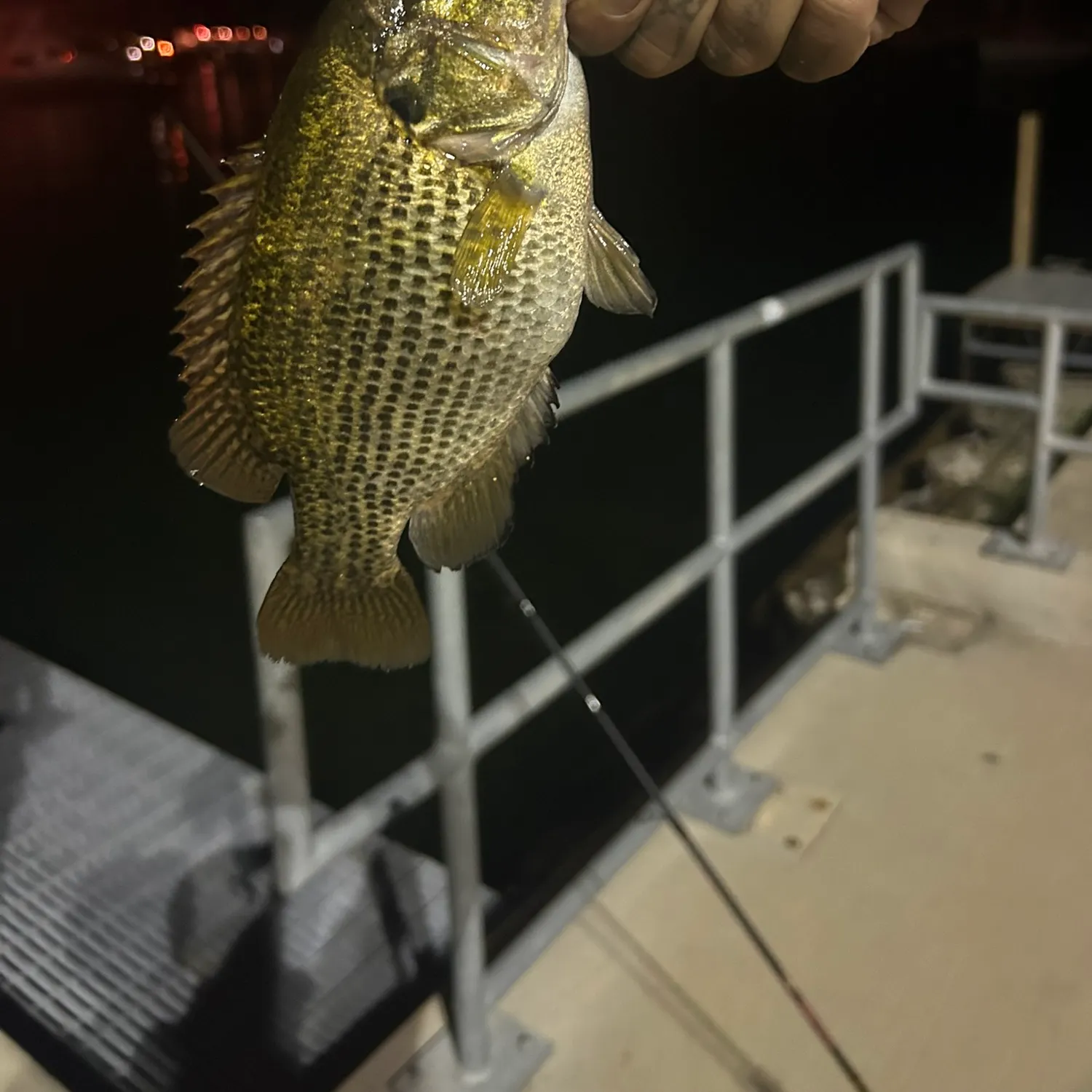 Rock bass caught on Fishbrain