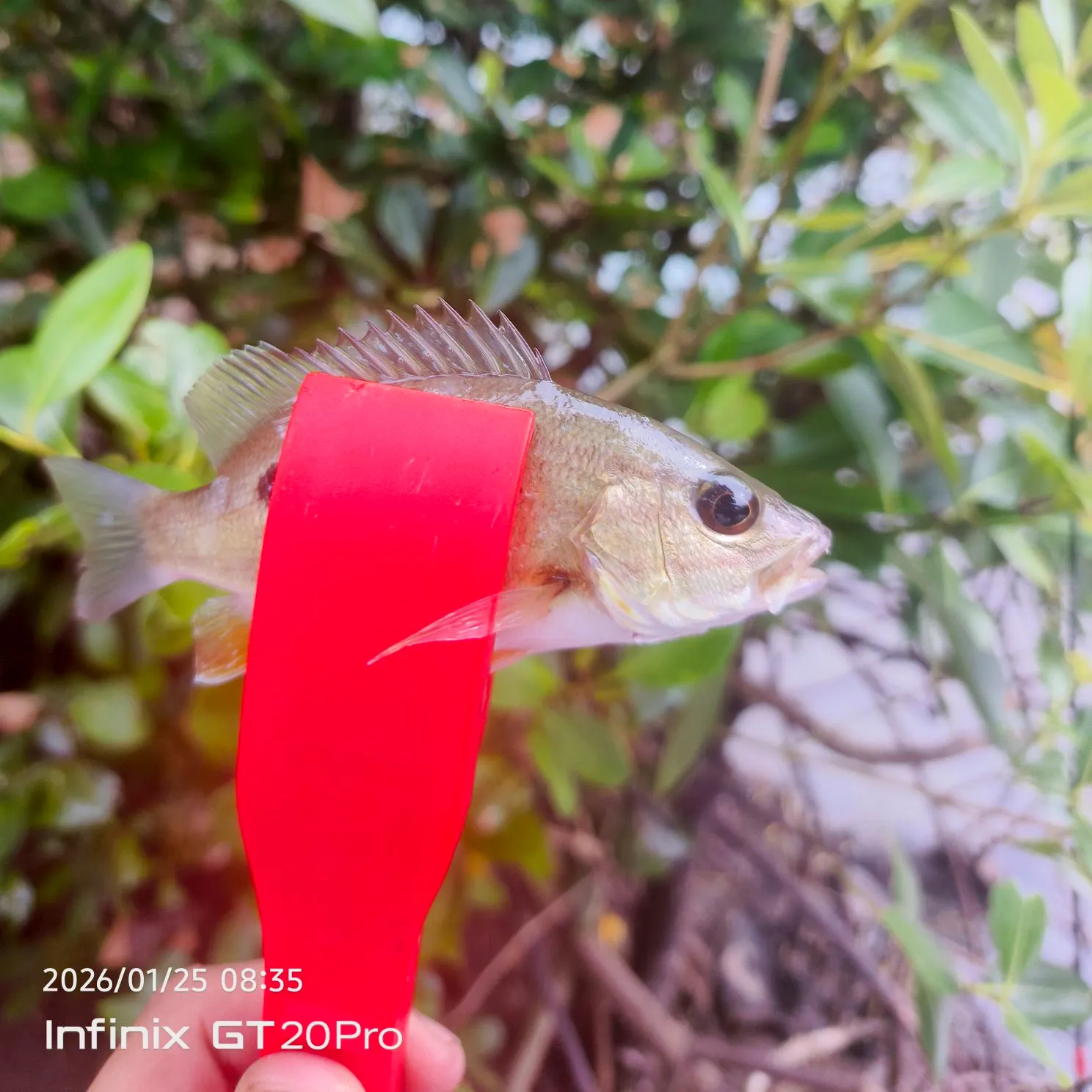 The most recent Moses perch catches on Fishbrain