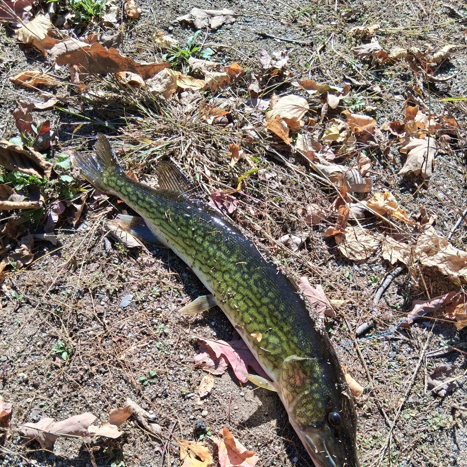 Chain pickerel caught on Fishbrain