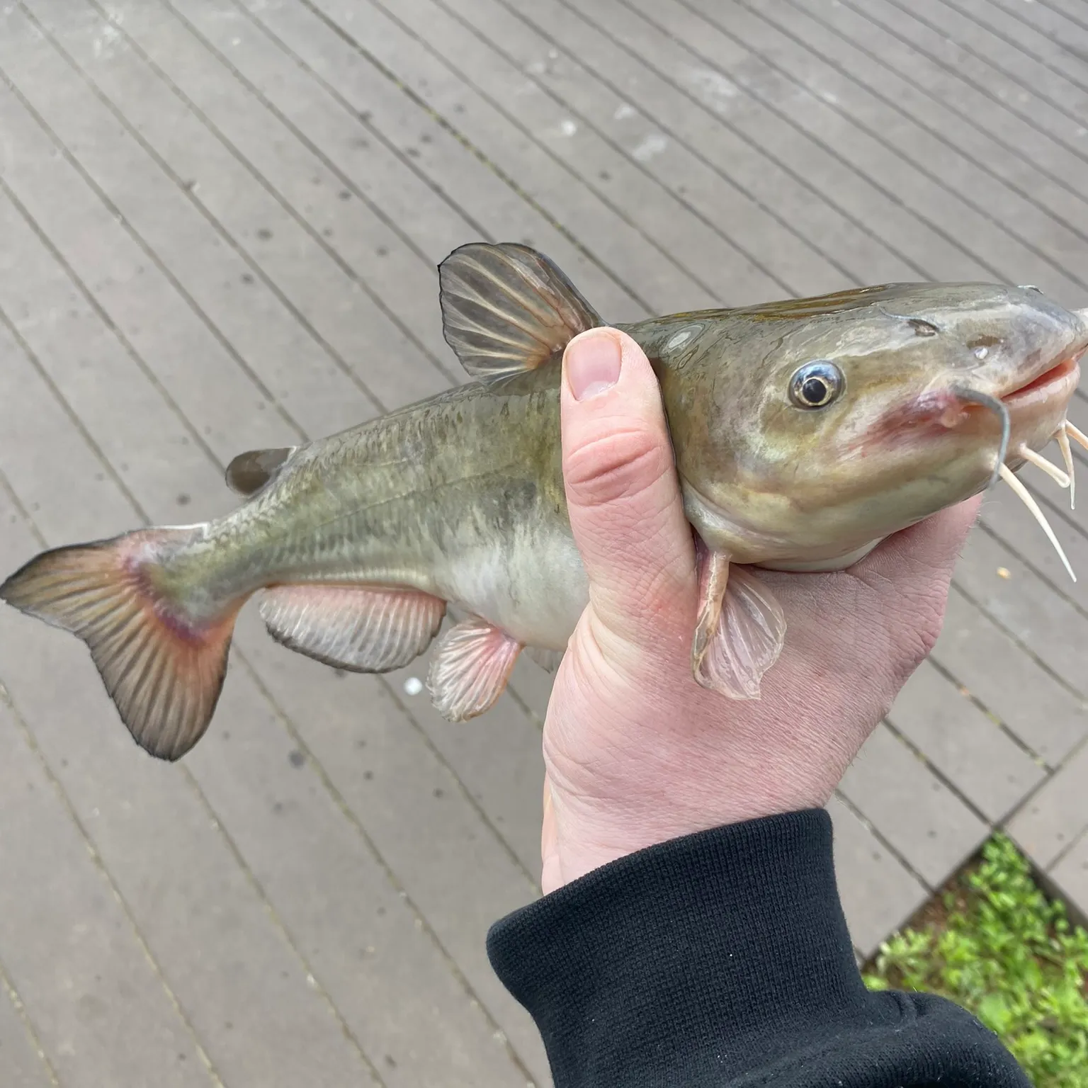 The most recent White bullhead catches on Fishbrain