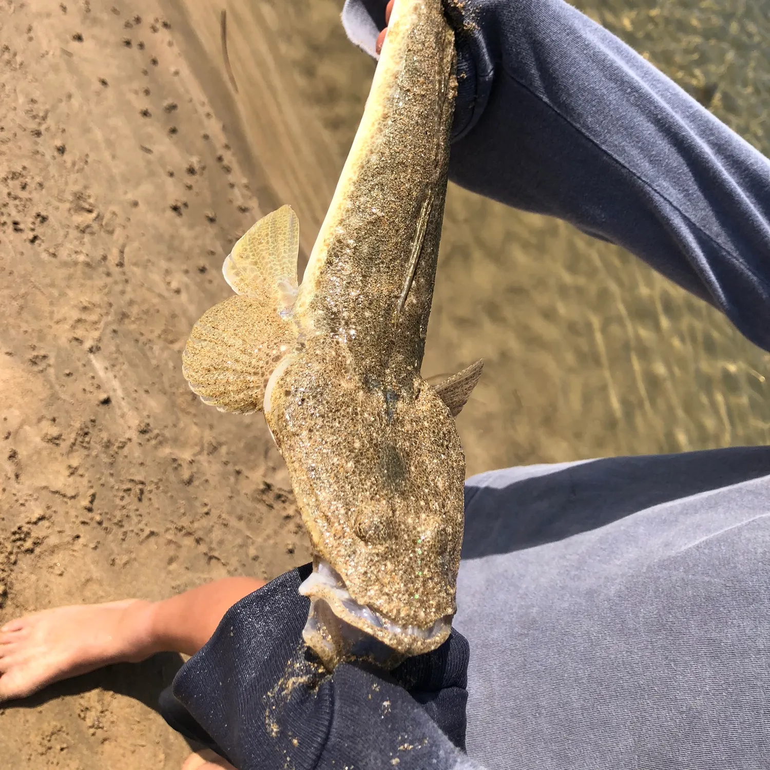 Dusky flathead caught on Fishbrain