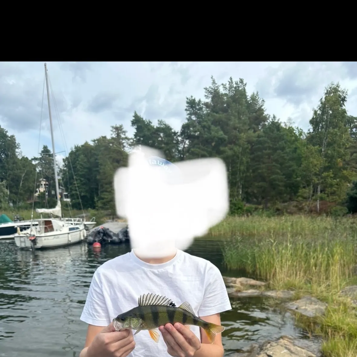 European perch caught on Fishbrain