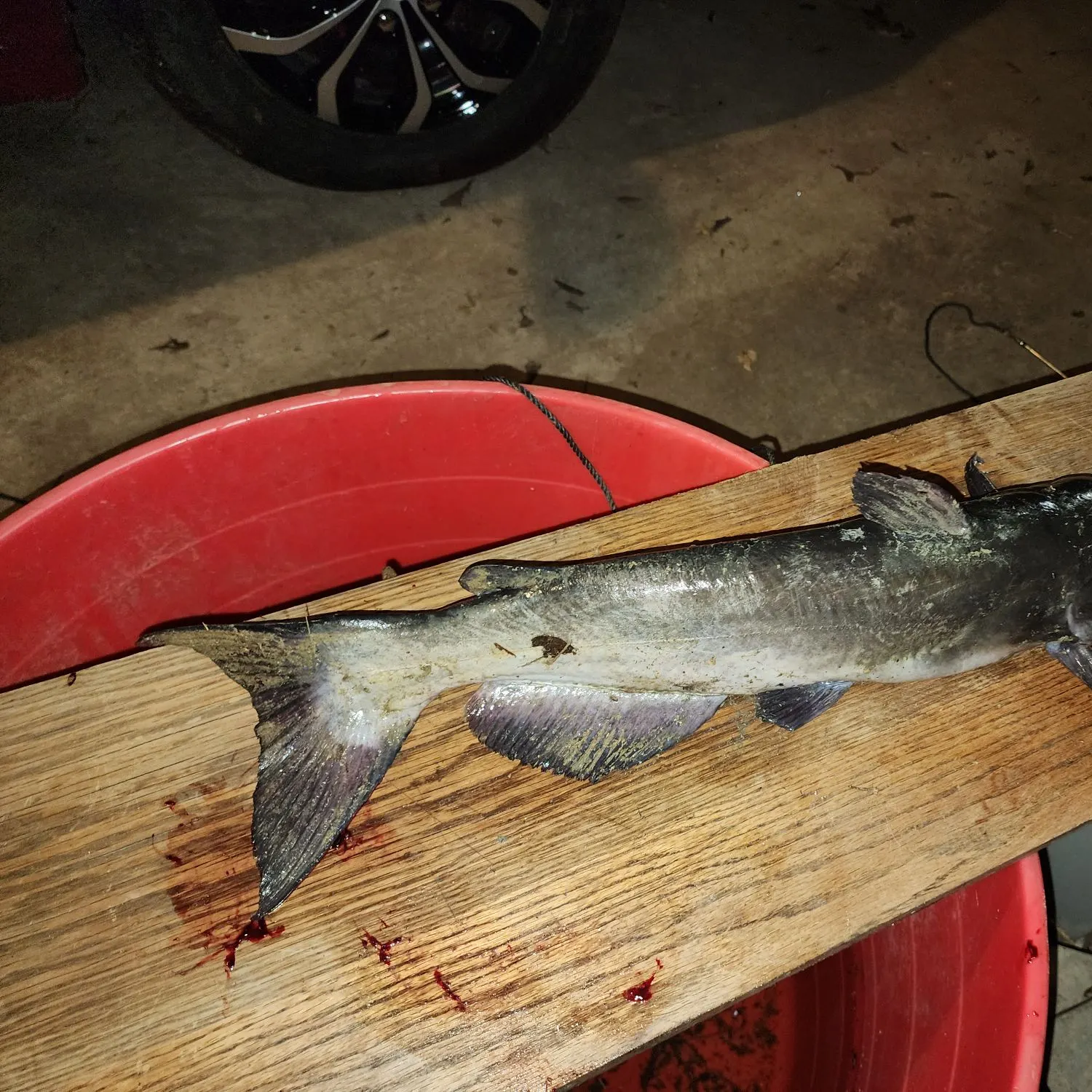 Channel catfish caught on Fishbrain