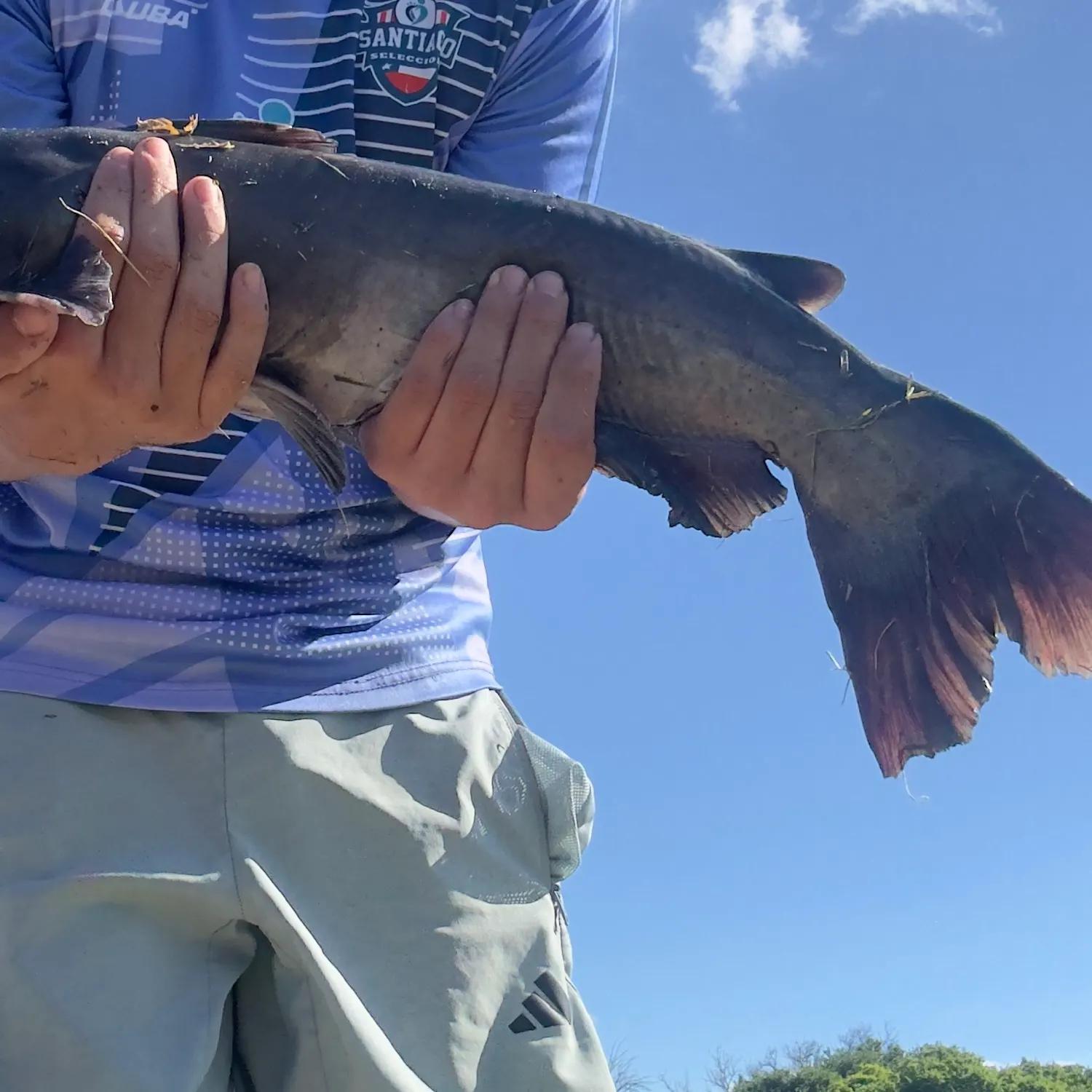 Blue catfish caught on Fishbrain