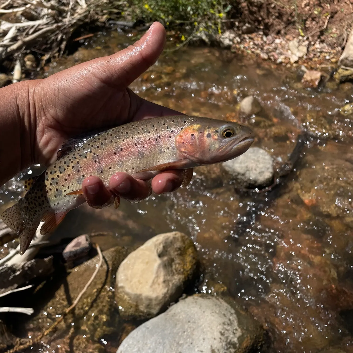 Cutthroat trout caught on Fishbrain