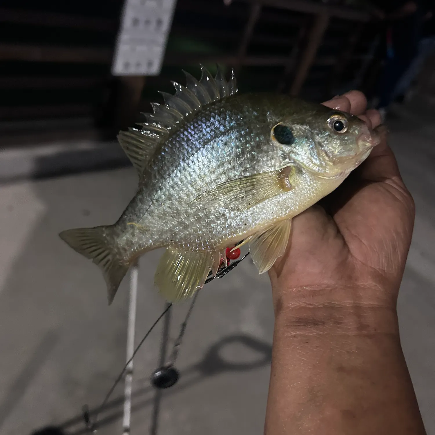 Redear sunfish caught on Fishbrain