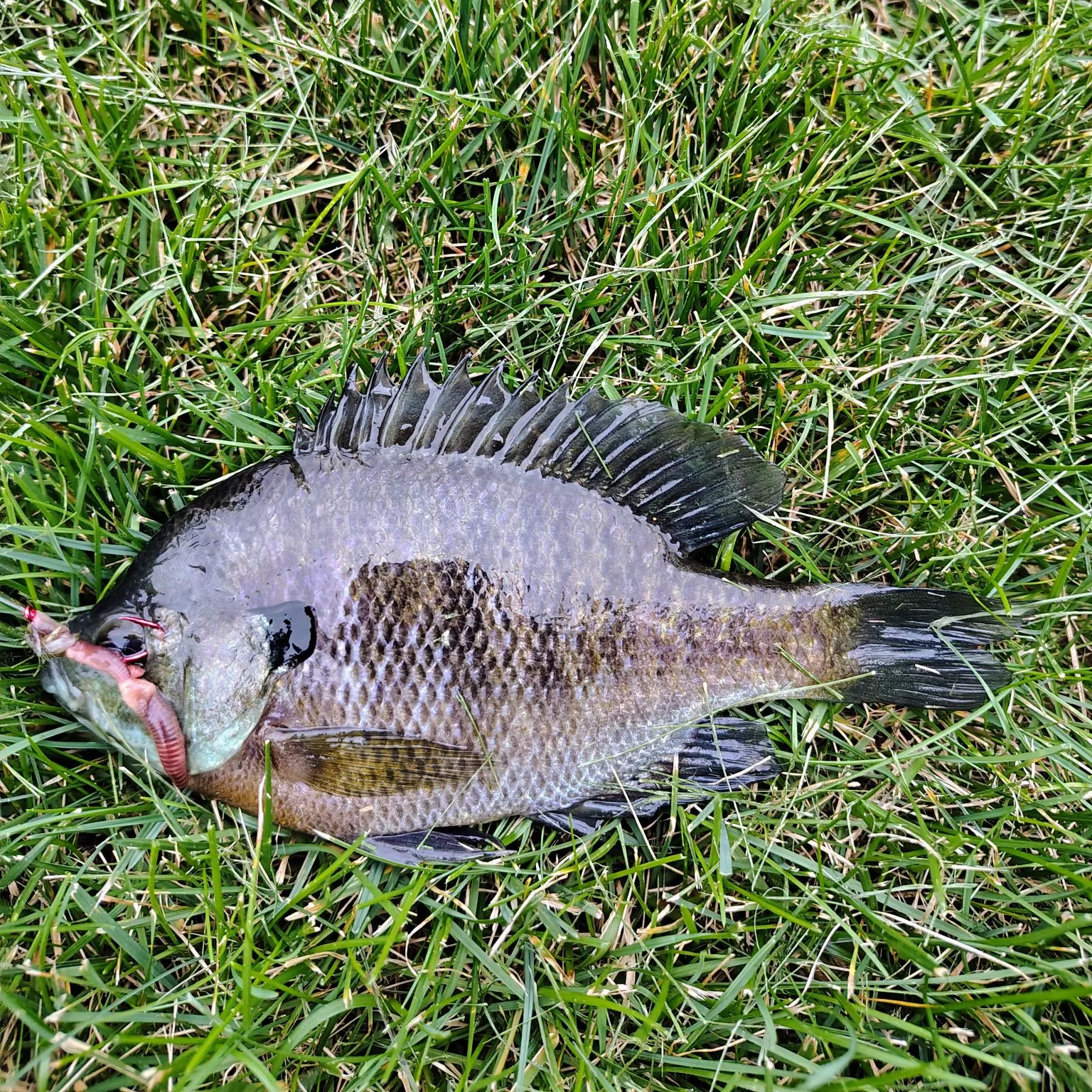 Bluegill caught on Fishbrain