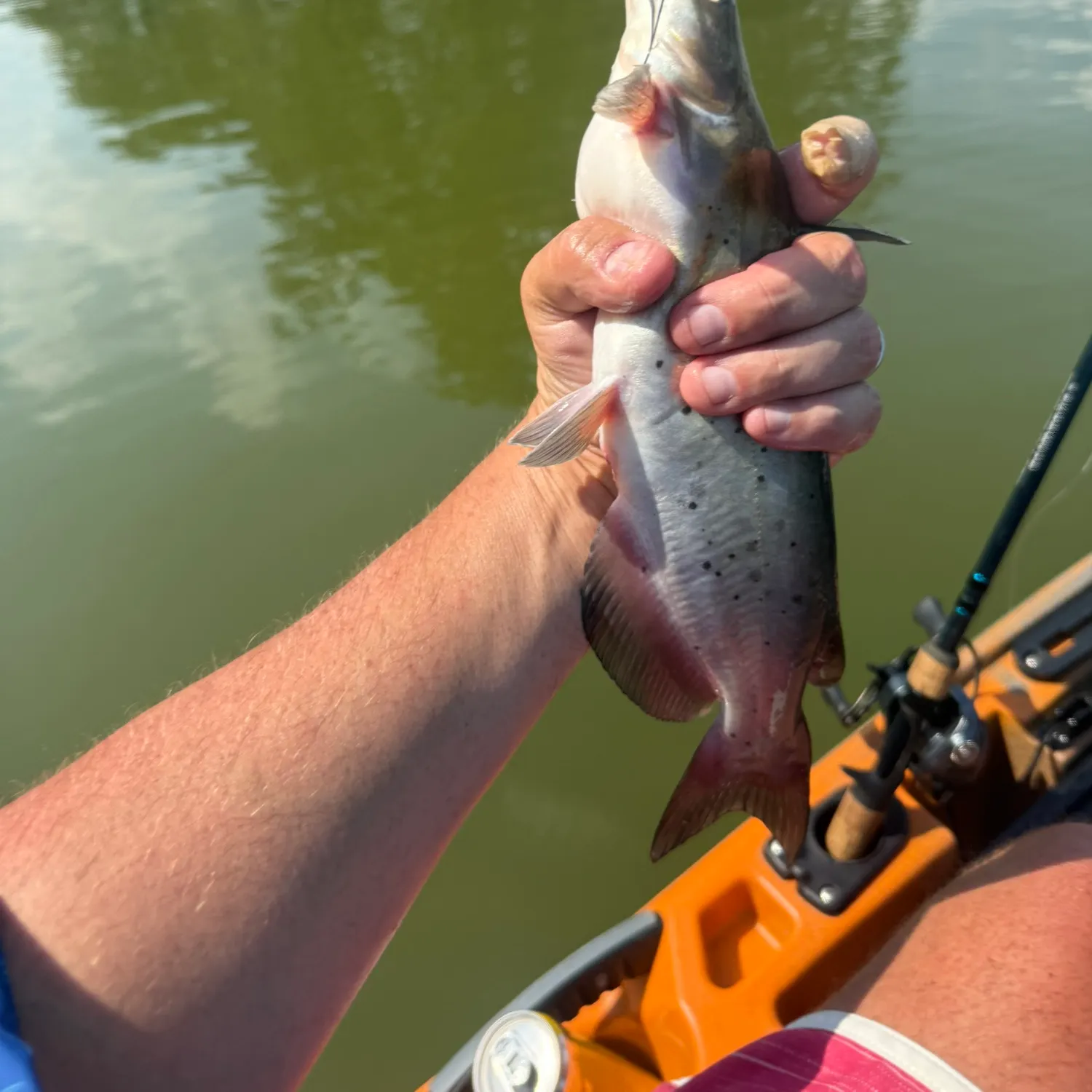 Channel catfish caught on Fishbrain