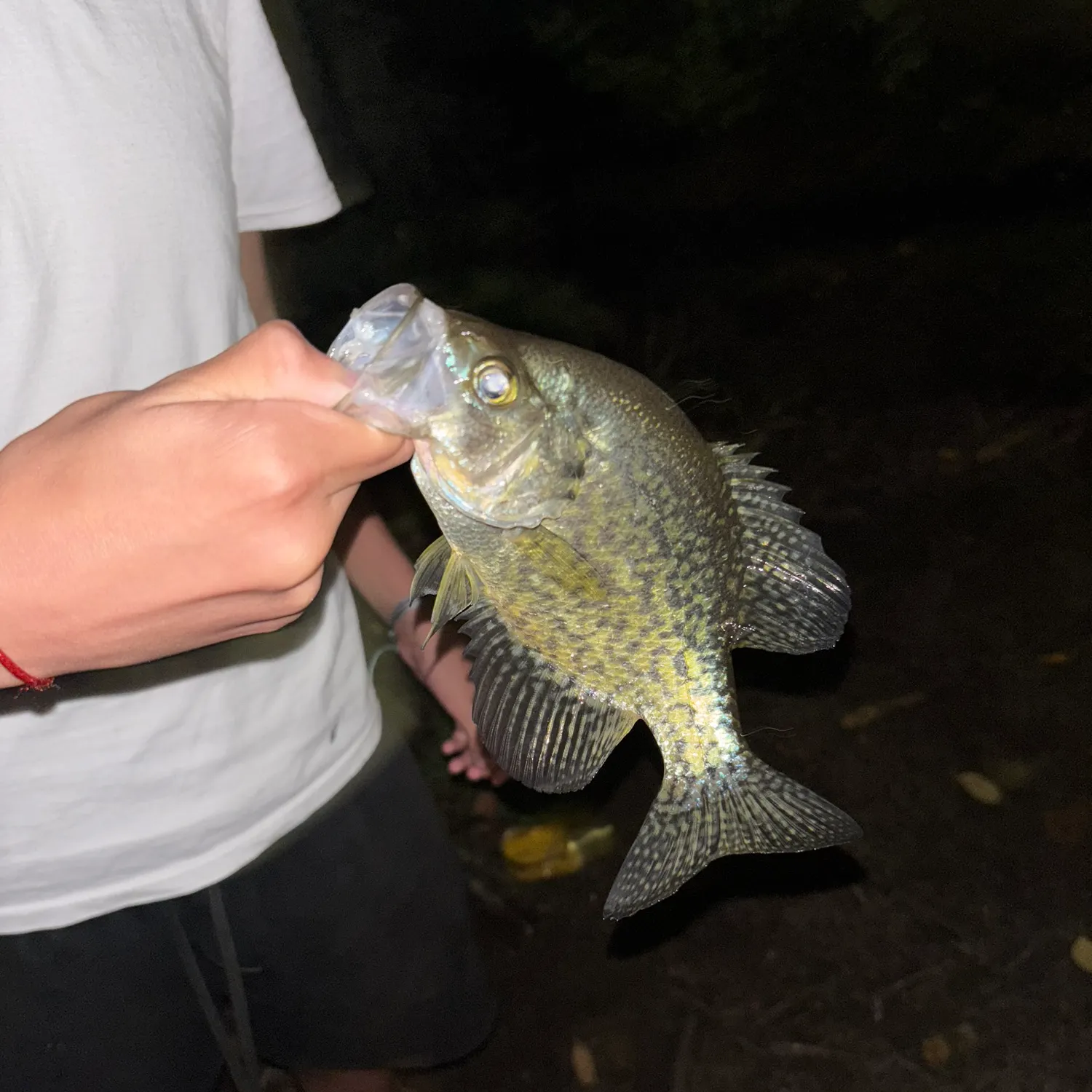 Black crappie caught on Fishbrain
