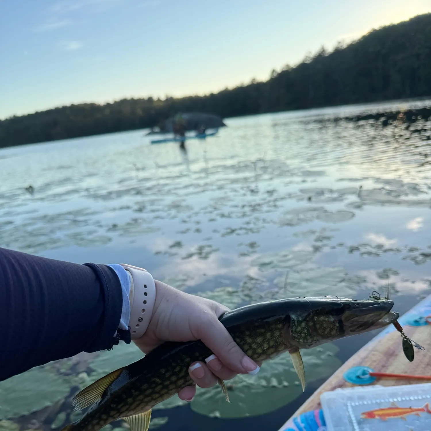 Chain pickerel caught on Fishbrain