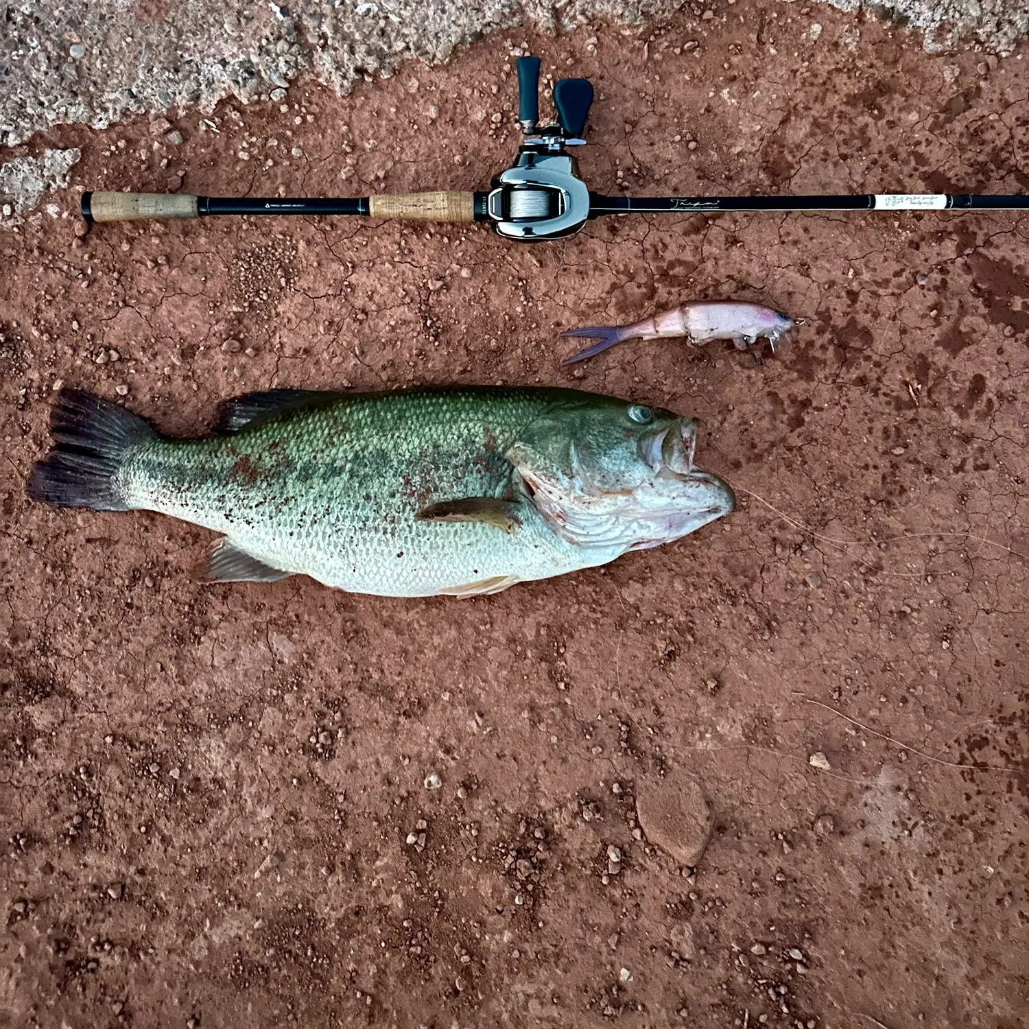 Largemouth bass caught on Fishbrain