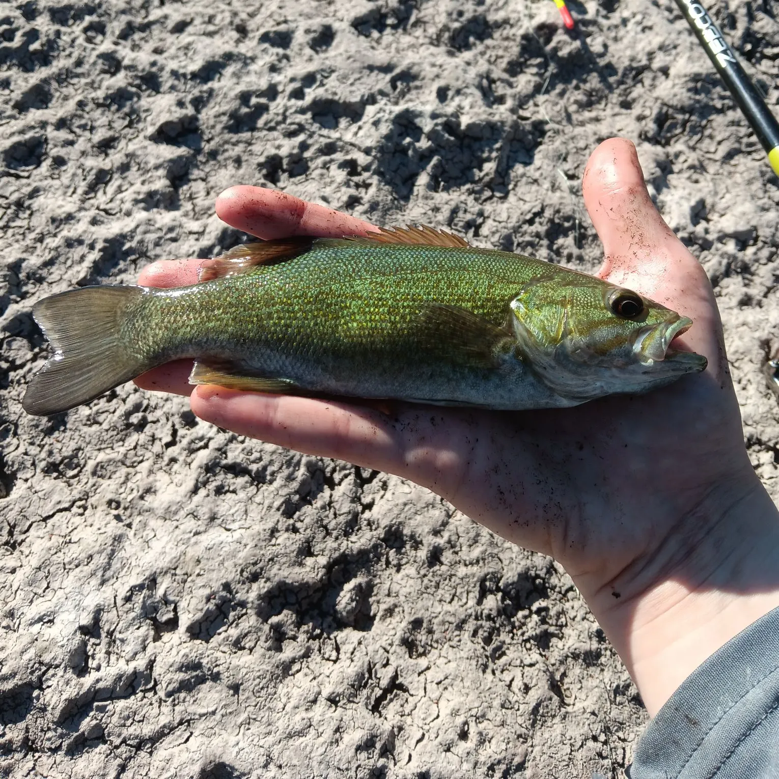 Smallmouth bass caught on Fishbrain