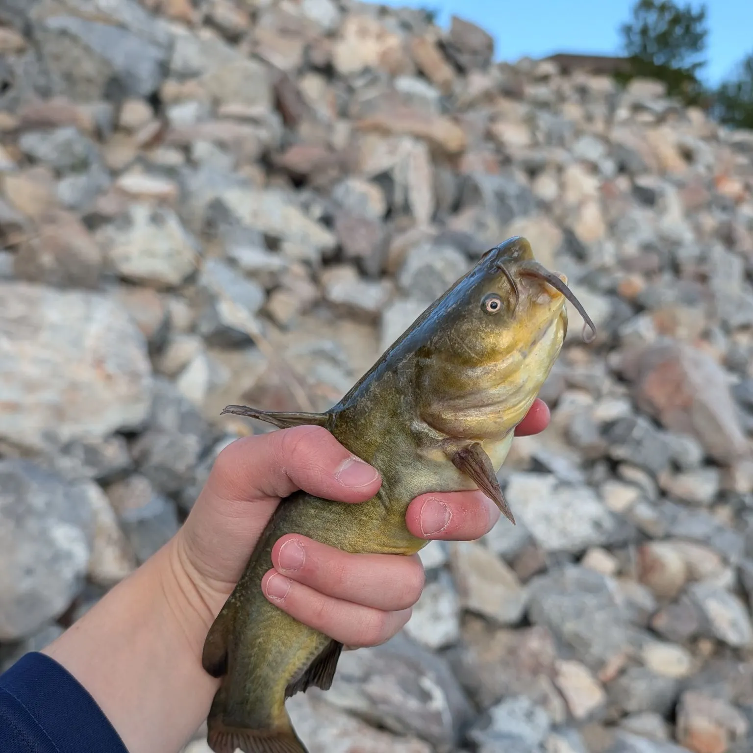 Black bullhead caught on Fishbrain