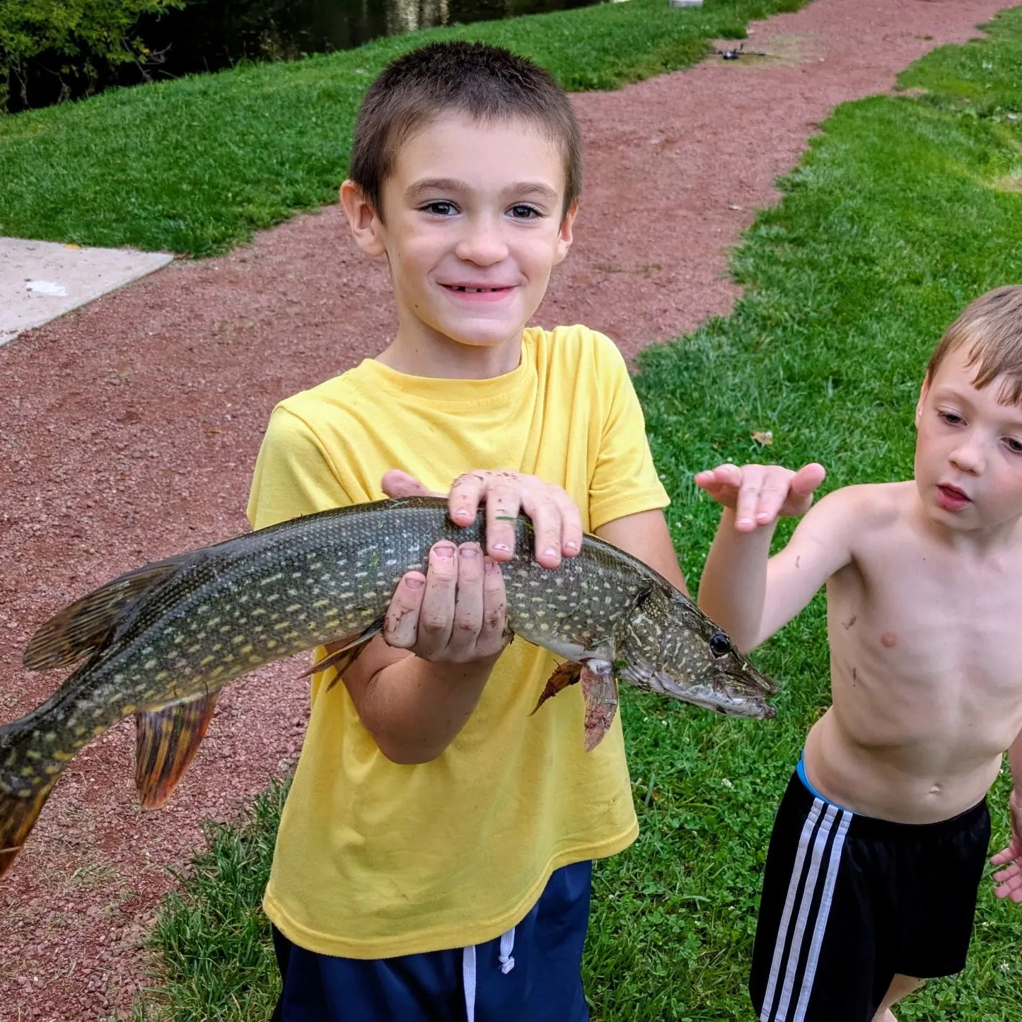 Northern pike caught on Fishbrain