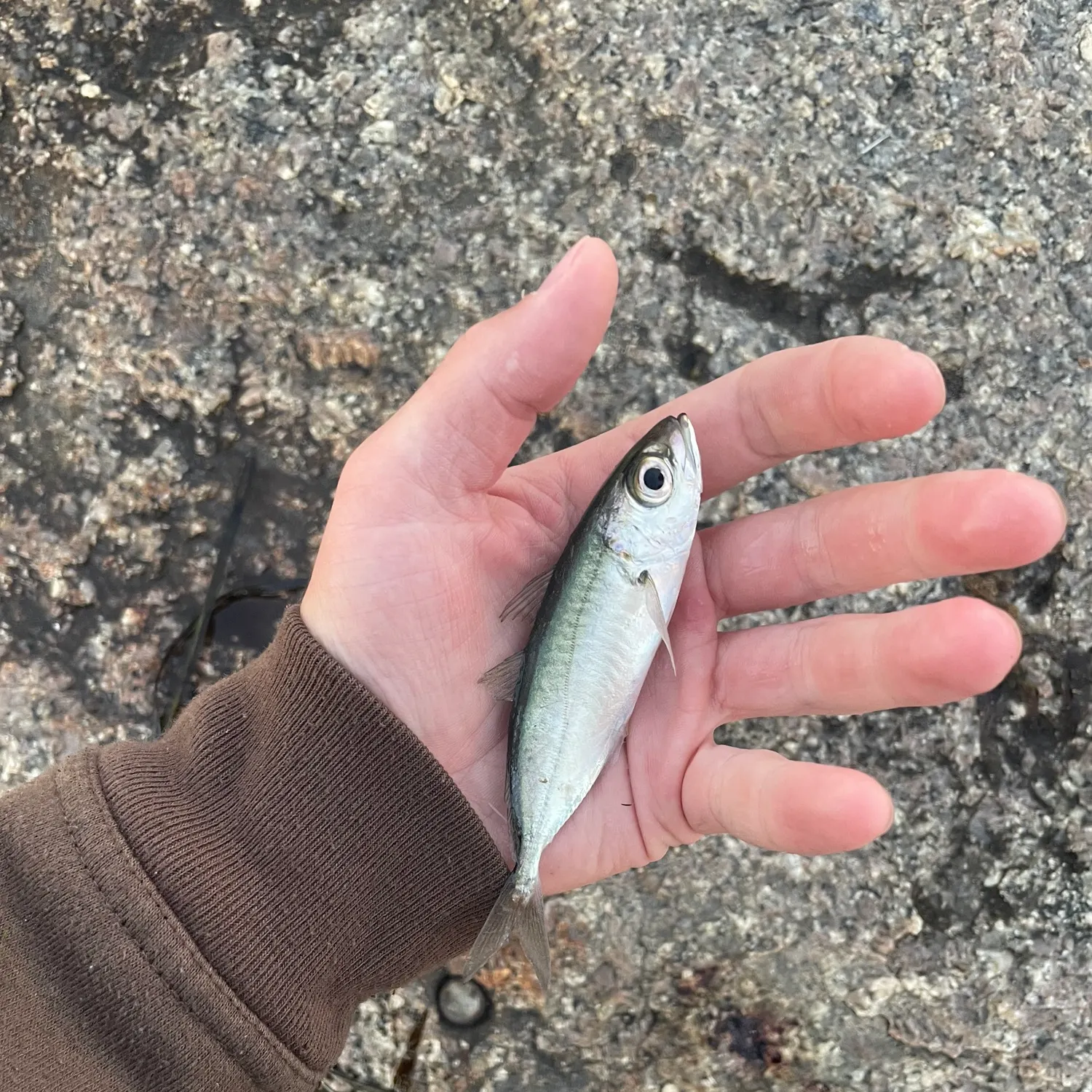 The most recent Bigeye scad catches on Fishbrain