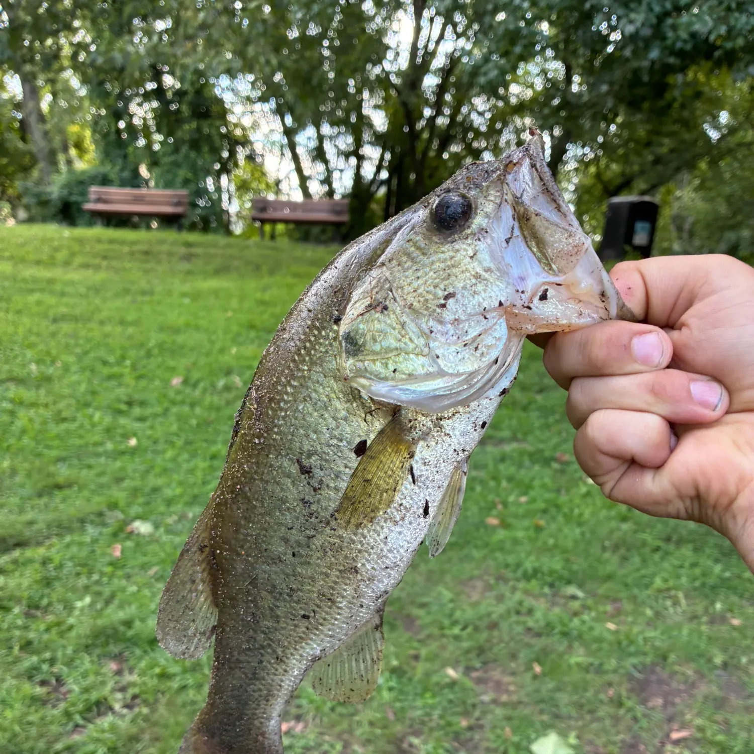 Largemouth bass caught on Fishbrain