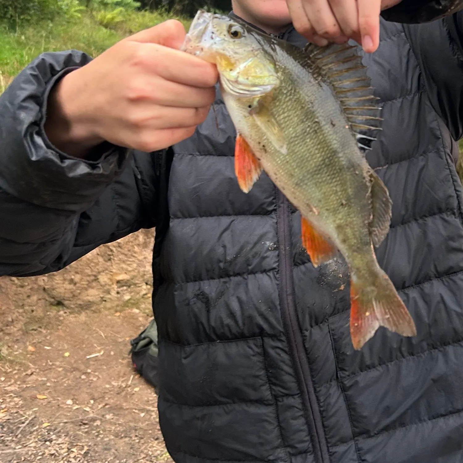 European perch caught on Fishbrain