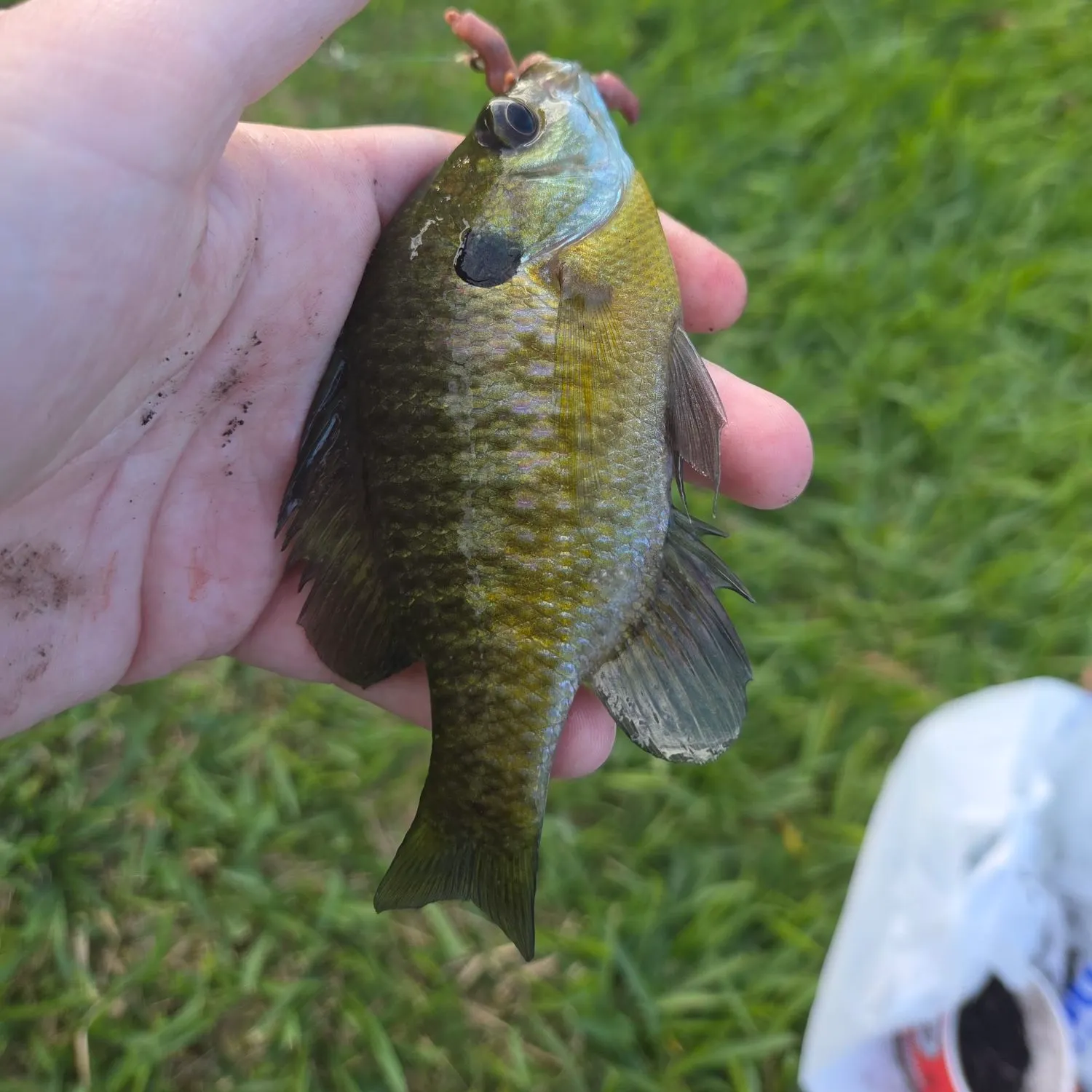 Bluegill caught on Fishbrain