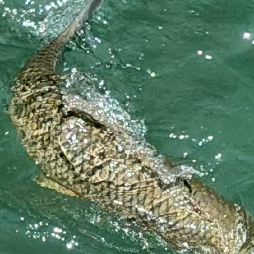 Grass carp caught on Fishbrain