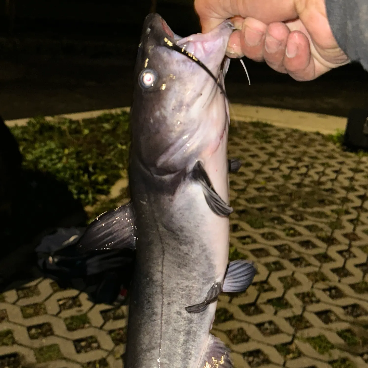 White bullhead caught on Fishbrain
