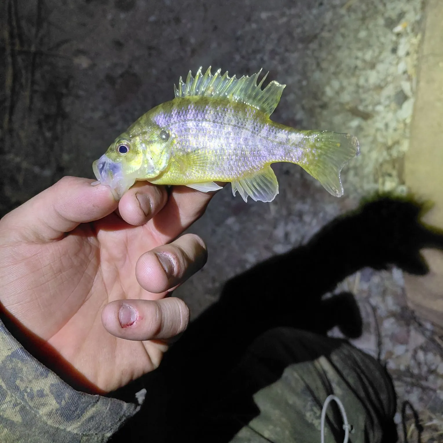 The most recent Green sunfish catches on Fishbrain