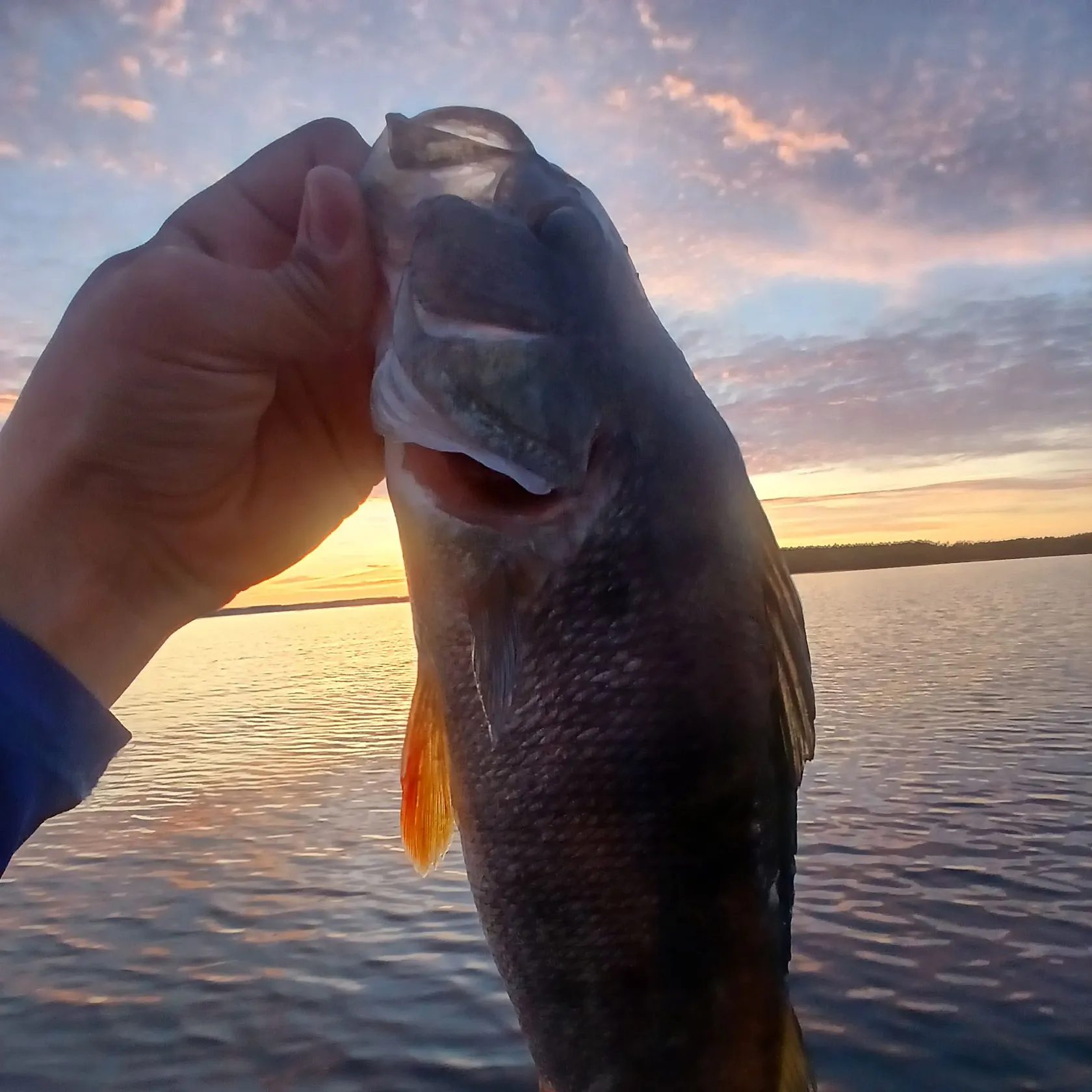 European perch caught on Fishbrain