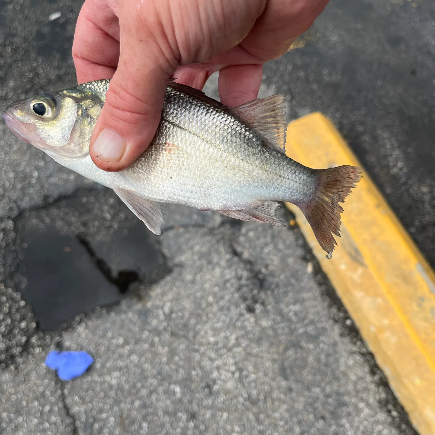 White perch caught on Fishbrain