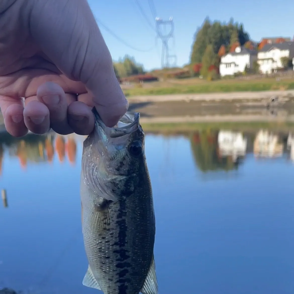 Fish caught on Fishbrain
