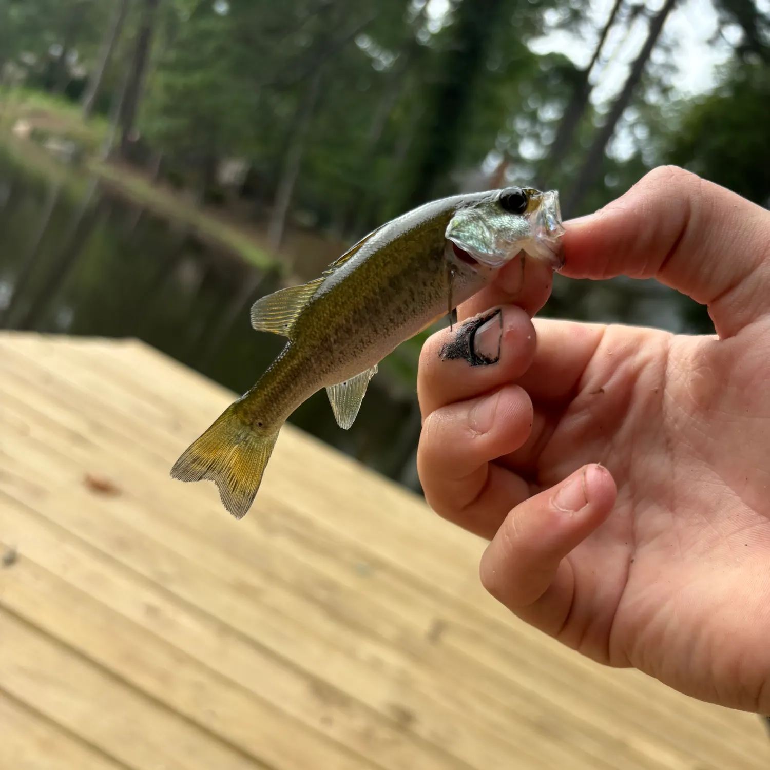Largemouth bass caught on Fishbrain