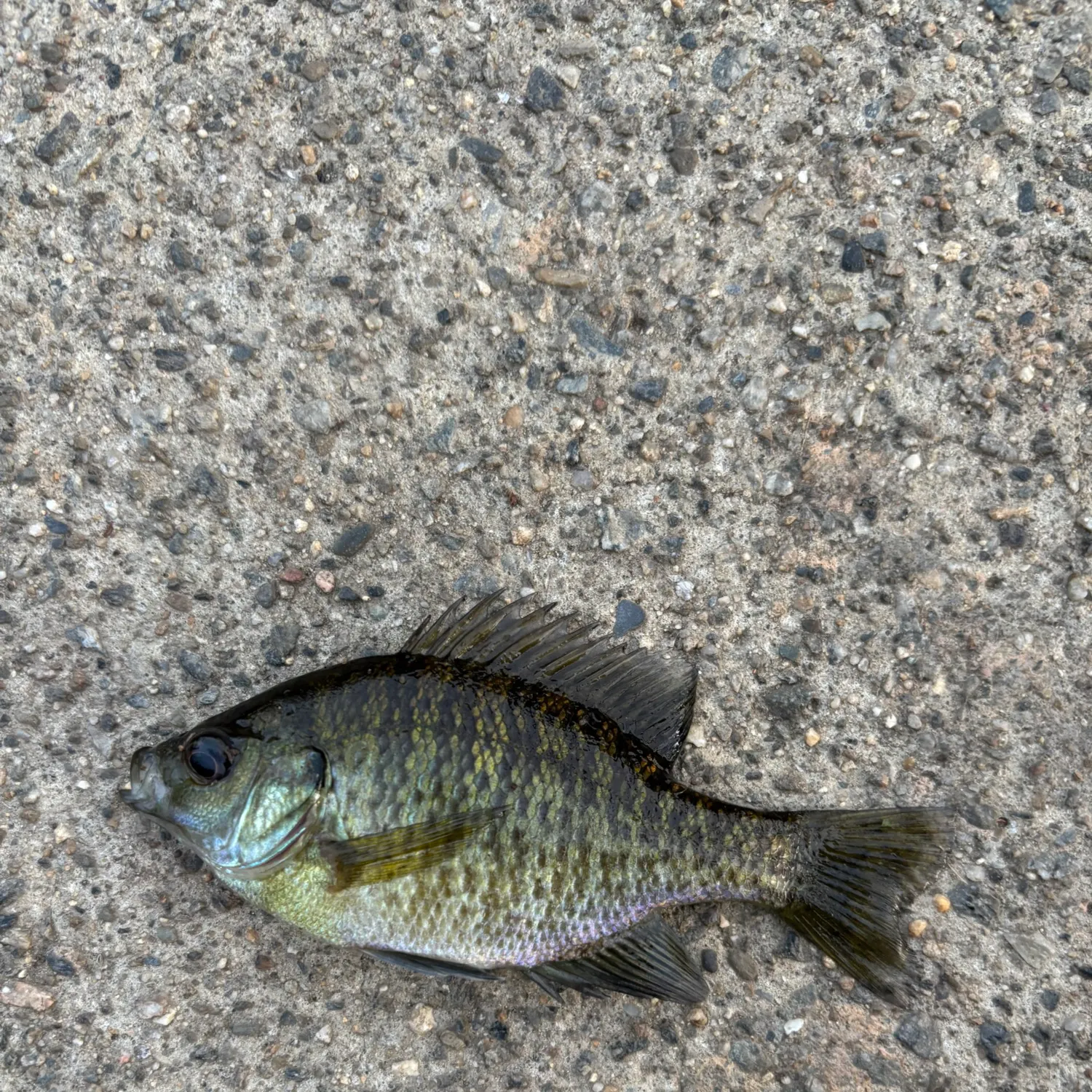 Bluegill caught on Fishbrain