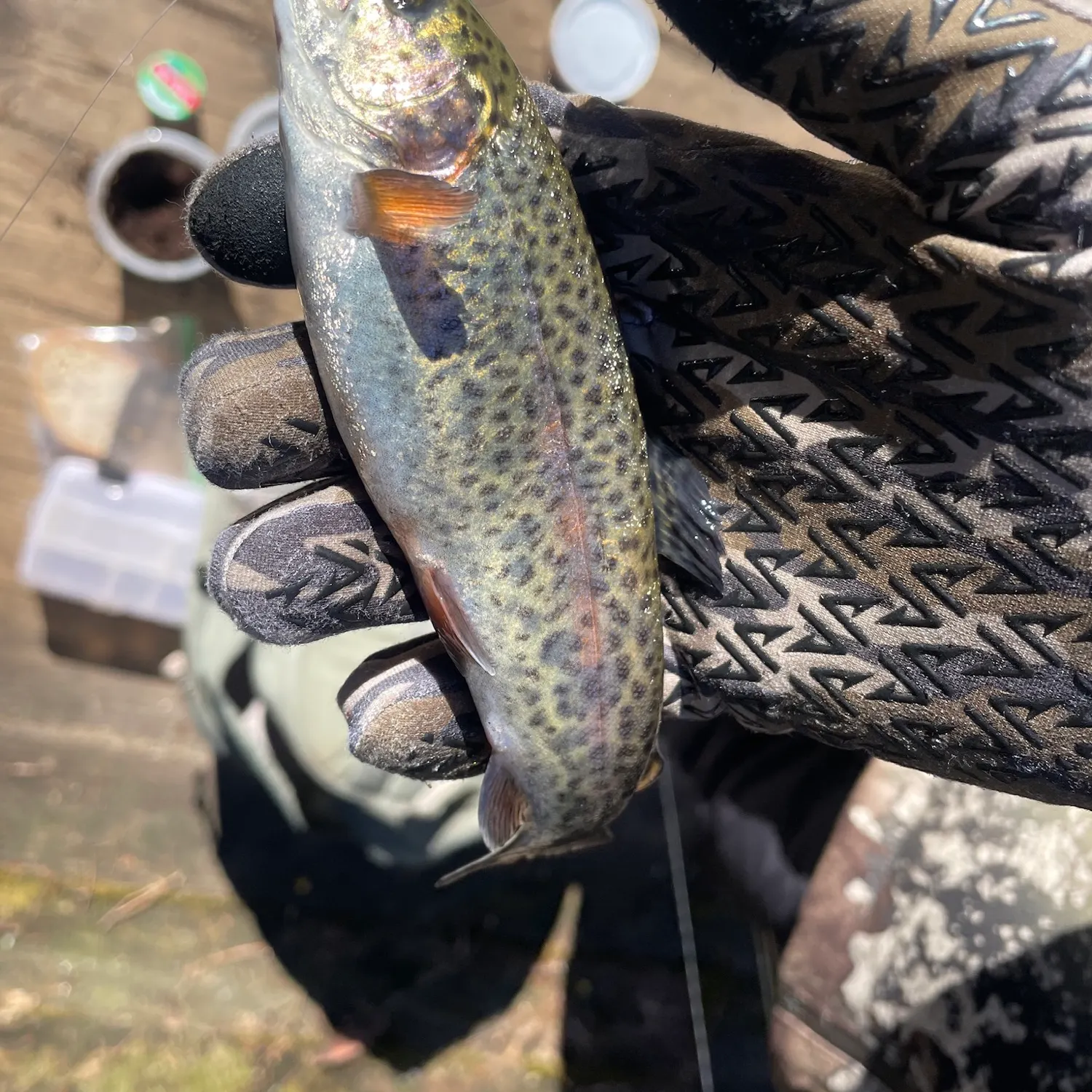 The most recent Rainbow trout catches on Fishbrain