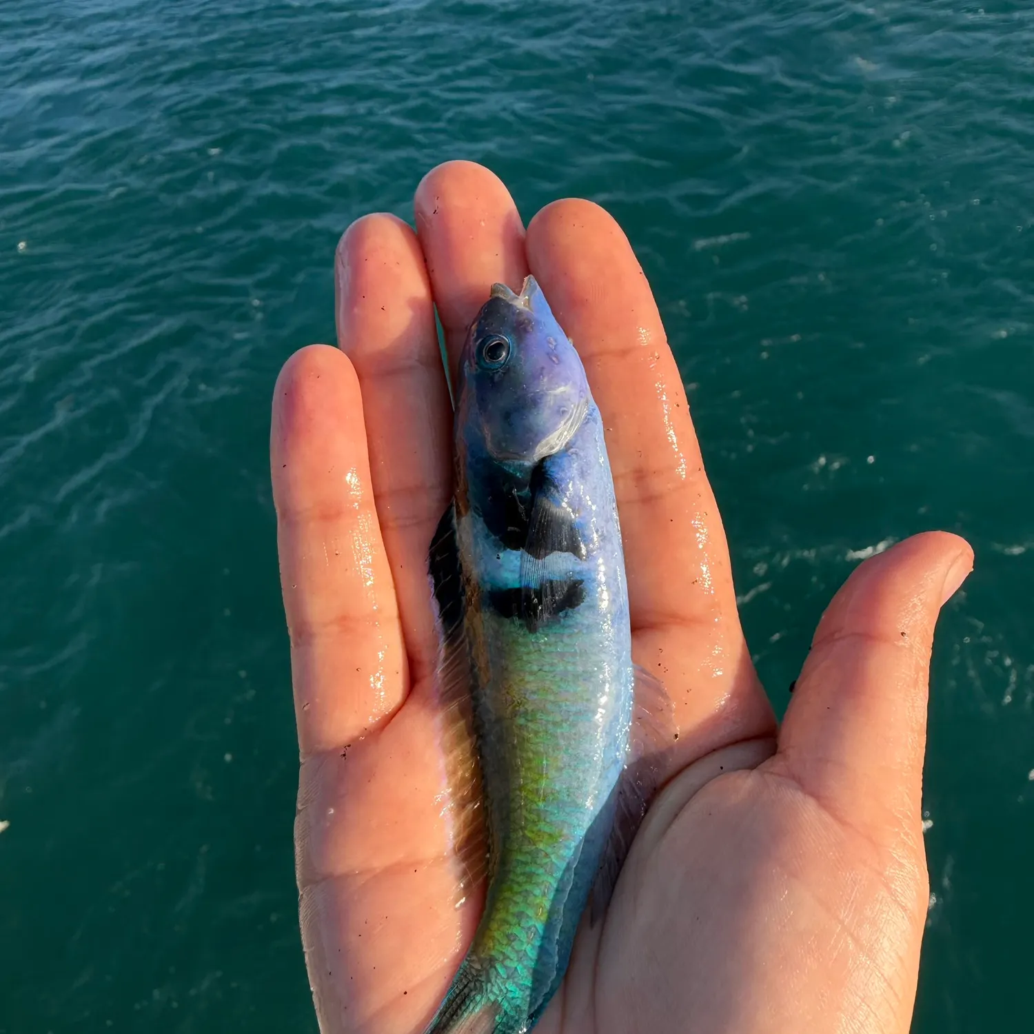 The most recent Bluehead catches on Fishbrain