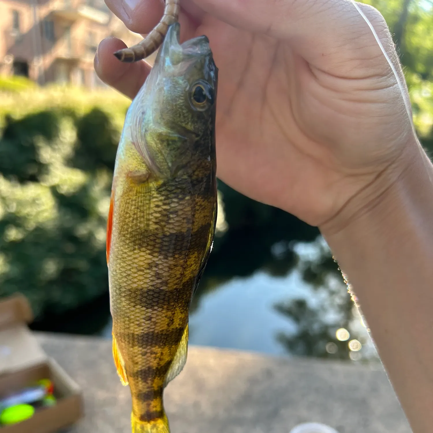 catch