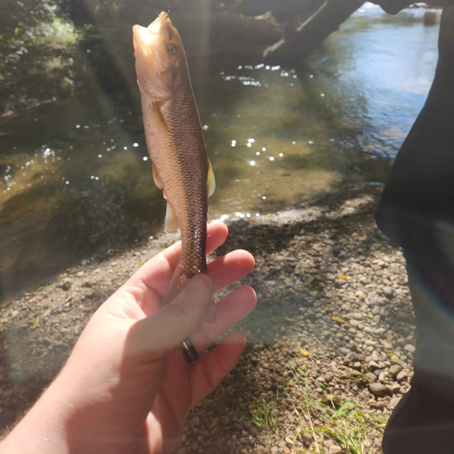 Rainbow trout caught on Fishbrain