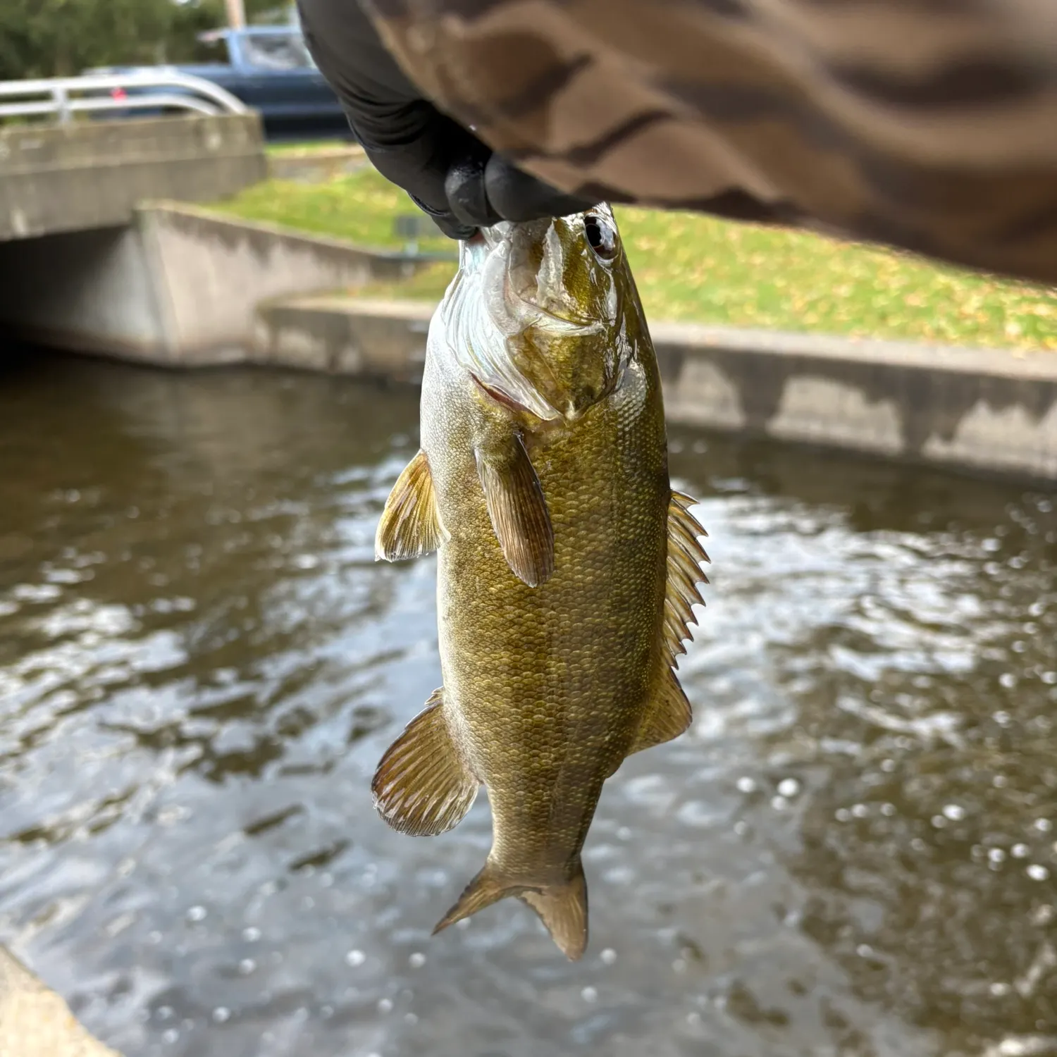 Smallmouth bass caught on Fishbrain