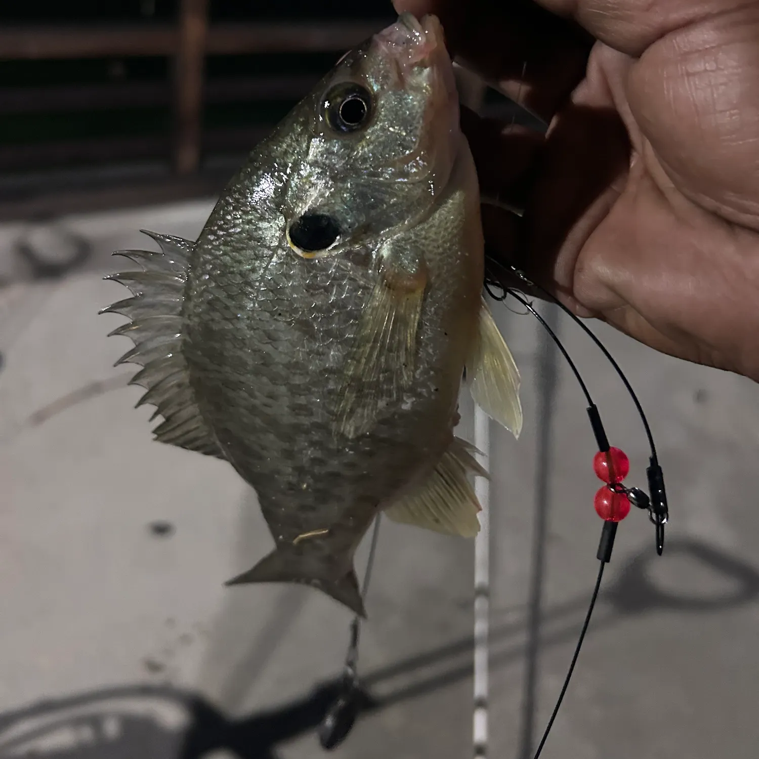 Redear sunfish caught on Fishbrain