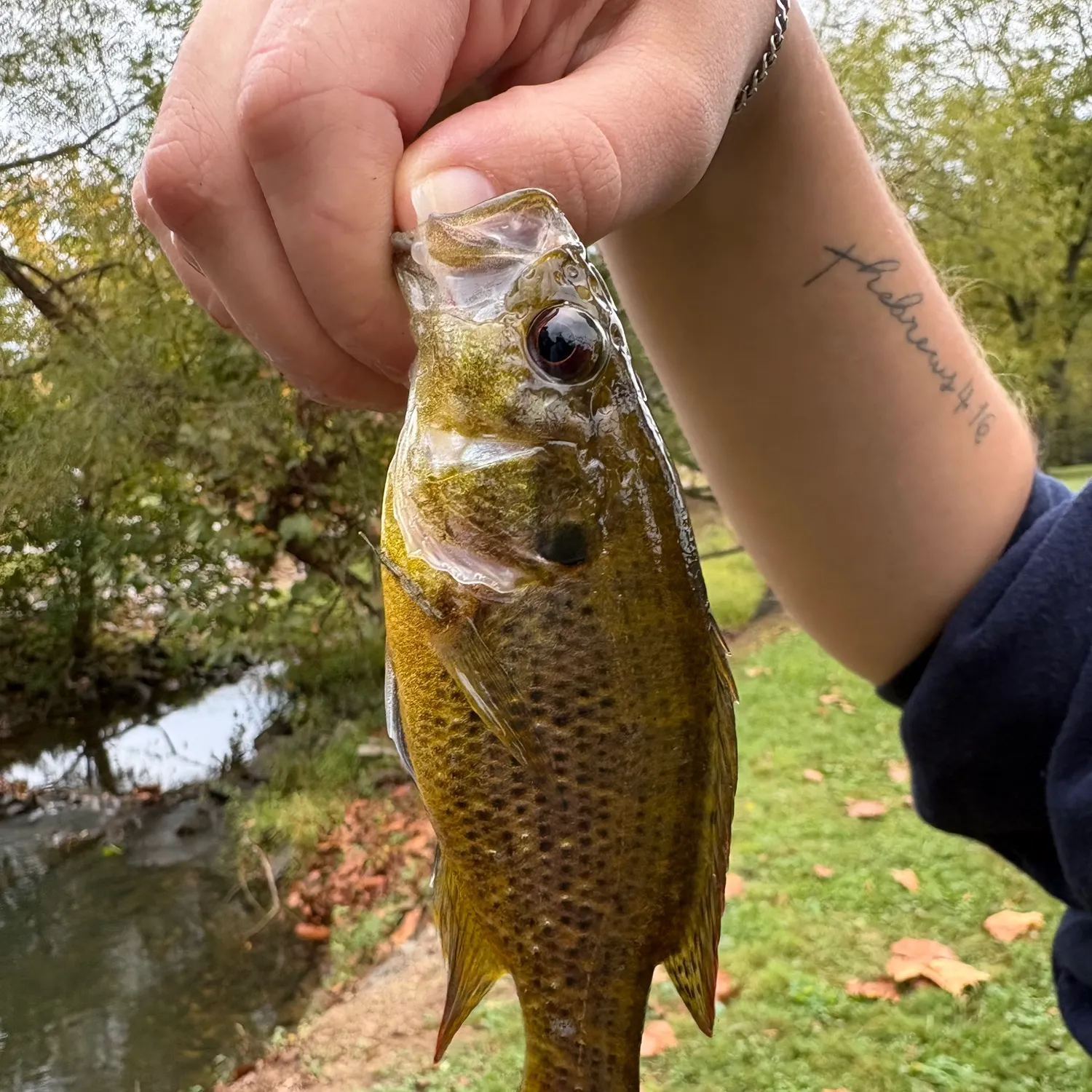 Rock bass caught on Fishbrain
