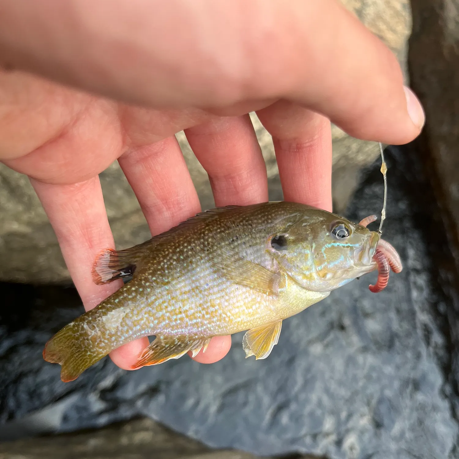 Green sunfish caught on Fishbrain