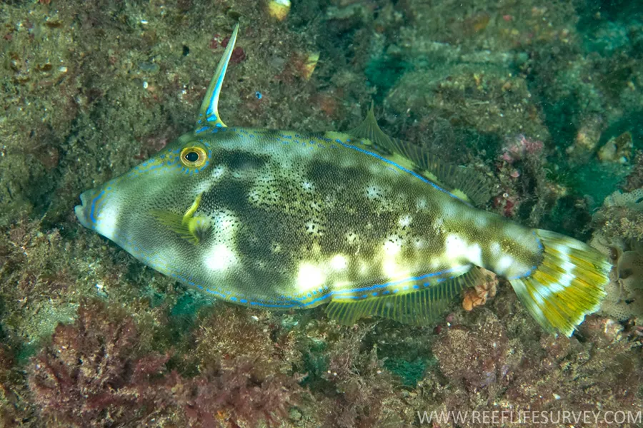 Yellowfin leatherjacket