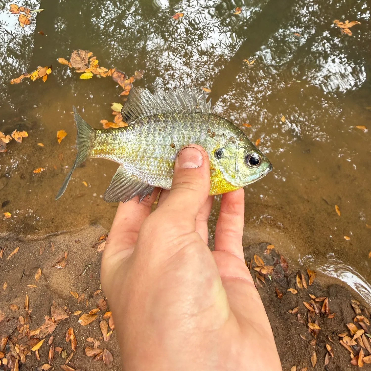 Bluegill caught on Fishbrain