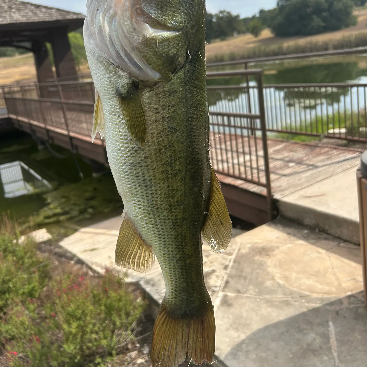 Fish caught on Fishbrain