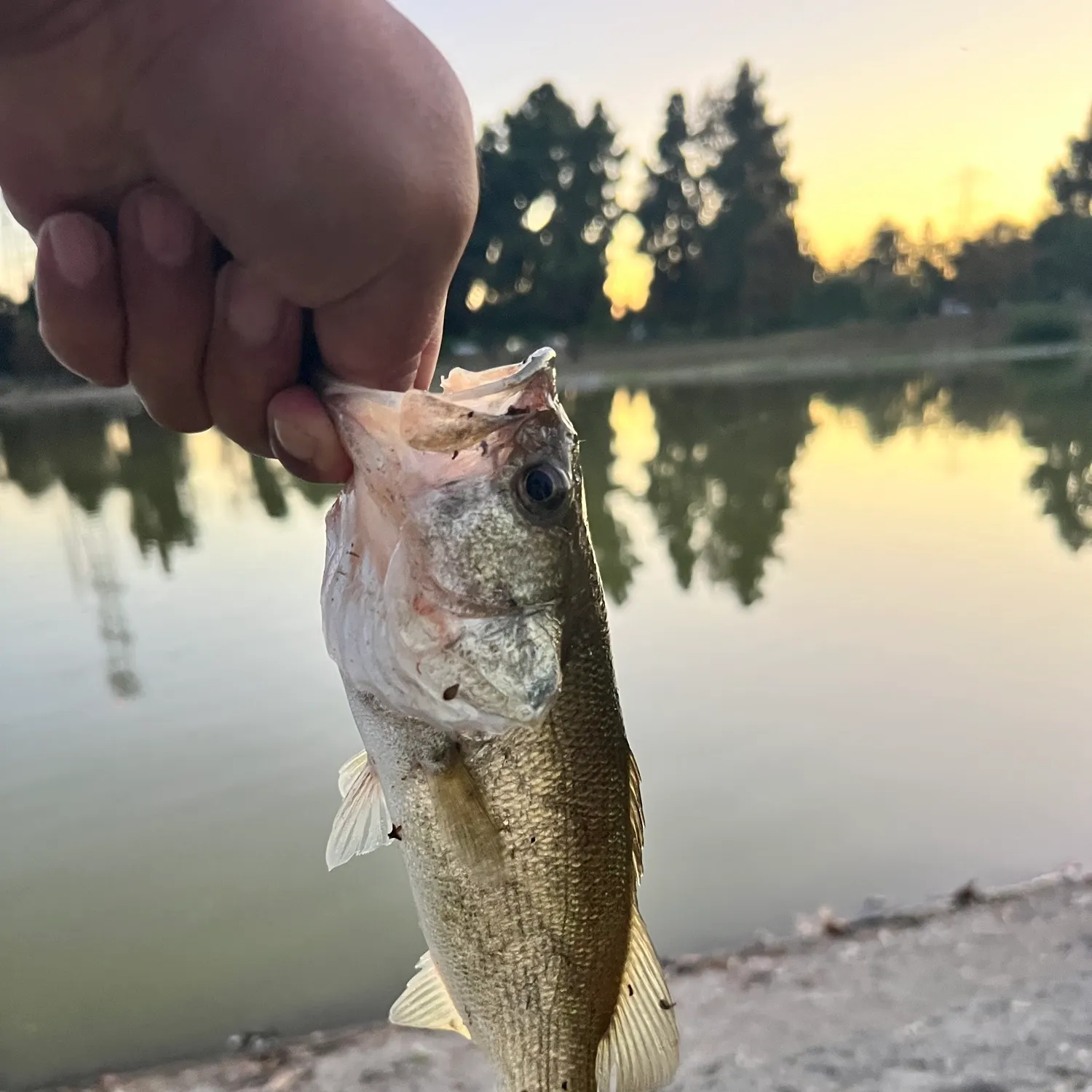 Largemouth bass caught on Fishbrain