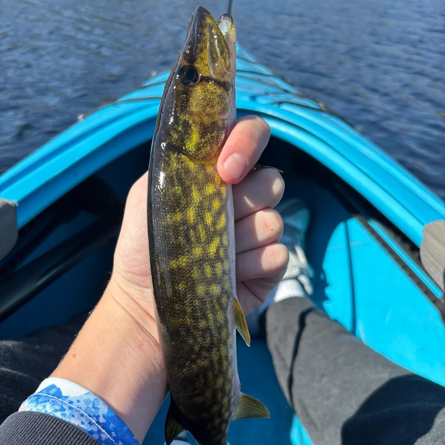 Chain pickerel caught on Fishbrain