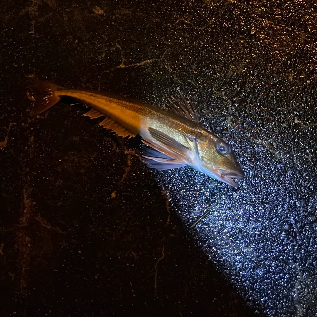 The most recent Grey gurnard catches on Fishbrain