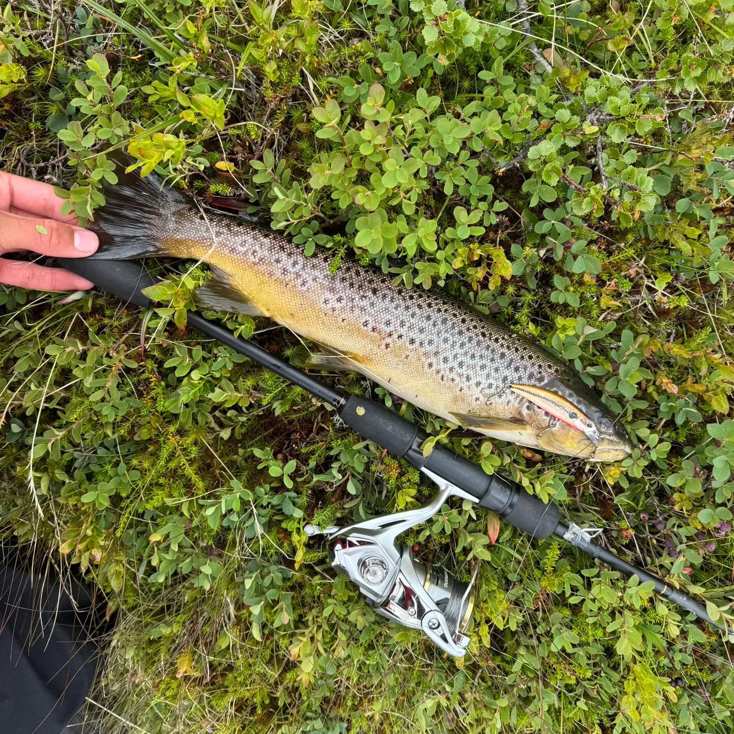 Brown trout caught on Fishbrain