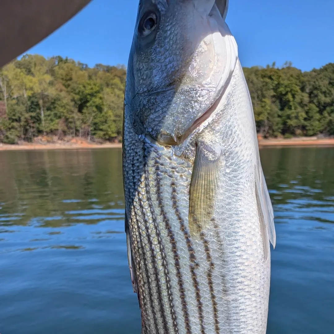 Striped bass caught on Fishbrain